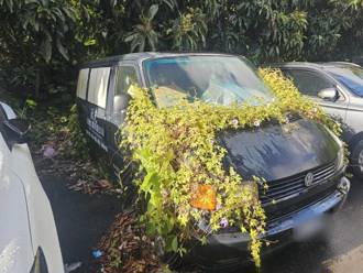 獨家》半年沒動長滿花草！北投廂型車成「行動花圃」