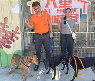 新北推認養加碼 明星犬「3兄妹」米克斯幸福出嫁