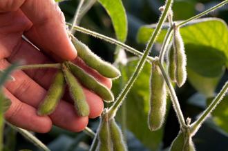 美國黃豆農民推動永續耕作   減碳護地球