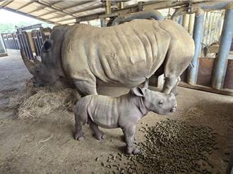 六福村小犀牛「花枝丸」滿月 世界犀牛日宣示保護瀕危物種