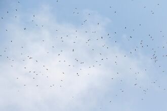 屏東 赤腹鷹過境 總數可望創新高