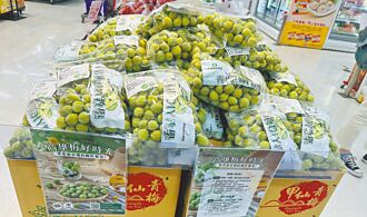 產量冠全台 挺過風雨侵擾 高雄青梅豐收