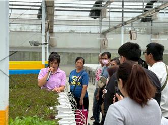 溫室導入AI技術！精準預測萵苣產量 翻轉蔬菜產業