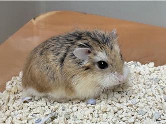 桃園非犬貓特寵認養開跑 鳥類爬蟲鼠兔21隻等你帶回家