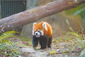 雙城突喊卡「小貓熊交流」受衝擊？  北市動物園回應了