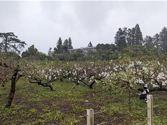 樺加沙強風吹襲「蘋果」不平安！福壽山農場採果季取消