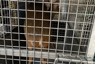 影》山羌誤闖信義區大樓地下室 驚險救援畫面曝光