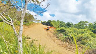 宜蘭櫻花大道 遭剷平種生薑