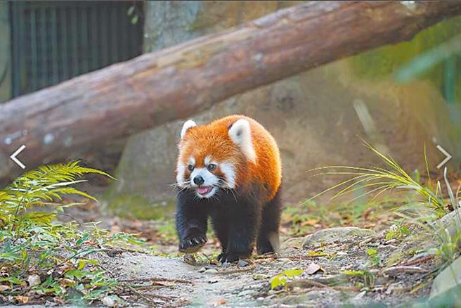 去年台北市立动物园与上海方签署合作备忘录，将以黑脚企鹅和上海动物园交换小猫熊。（台北市立动物园提供）