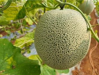 一株一果 台塑楊梅頂級有機哈密瓜搶攻秋節商機