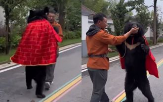 工讀生假扮？黑熊披袈裟「站立走路」 陸工作人員曝真相