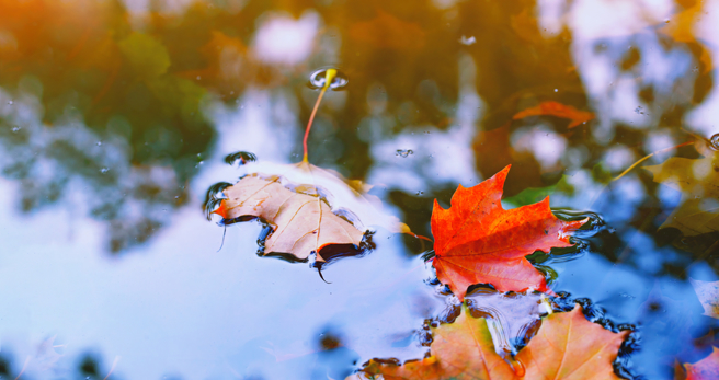 鸡、兔、狗、猪4生肖受干支衝突或气场影响，易面临运势的波动。（示意图：Shutterstock／达志）