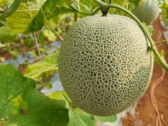 台塑杨梅有机生态农场哈密瓜平均每颗重约1.5到2公斤，甜度爆表。(台塑集团提供／王莫昀台北传真)