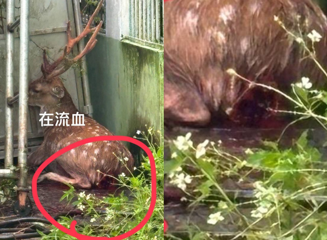 旗山区三协里里长刘文宝表示，昨日早晨7时多，里民急电通报，看到7、8只游荡犬追咬梅花公鹿，他赶到现场时，犬群已四散，但公鹿身上多处被咬伤，血流不止，最后仍不治死亡，这是继1个月前另一只公鹿遭攻击后，短时间内再度发生的憾事。（里长刘文宝提供／林雅惠高雄传真）