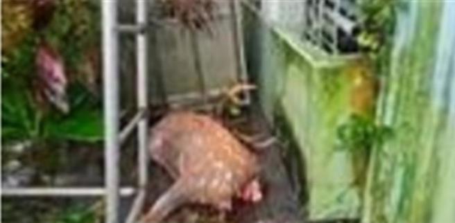 旗山区三协里里长刘文宝受访时表示，昨日早晨7时多，里民急电通报，看到7、8只游荡犬追咬梅花公鹿，他赶到现场时，犬群已四散，但公鹿身上多处咬伤，血流不止，最后仍不治死亡，这是继1个月前另一只公鹿遭攻击后，短时间内再度发生的憾事。（里长刘文宝提供／林雅惠高雄传真）