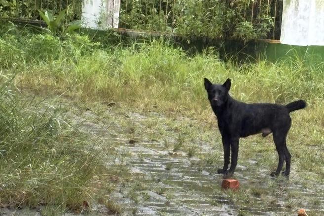 旗山区三协里里长刘文宝受访时表示，昨日早晨7时多，里民急电通报，看到7、8只游荡犬追咬梅花公鹿，他赶到现场时，犬群已四散，但公鹿身上多处咬伤，血流不止，最后仍不治死亡，这是继1个月前另一只公鹿遭攻击后，短时间内再度发生的憾事。（里长刘文宝提供／林雅惠高雄传真）