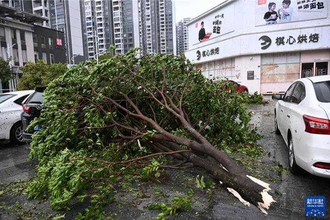 陸兩廣海南港澳各地各部門積極應對颱風樺加沙。圖為9月24日樺加沙颱風在廣東陽江登陸江城區橫一路大樹被風吹倒。（圖／新華社）