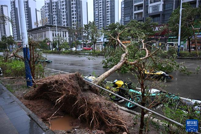 陸兩廣海南港澳各地各部門積極應對颱風樺加沙。圖為9月24日樺加沙颱風在廣東陽江登陸江城區橫一路大樹被風吹倒。（圖／新華社）
