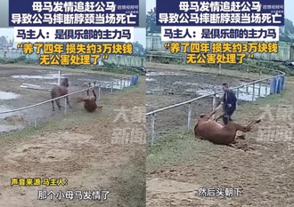 發情期搶配偶！2馬追逐意外摔死　網友：忍痛加菜