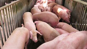 台灣肉品 首獲國際市場認證