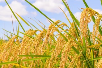 糧食竟造成氣候危機！全球稻米市場力拼永續轉型