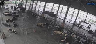 馬太鞍溪堰塞湖溢流波及鳳林 牧場疑120頭乳牛滅頂