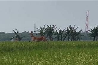 影》梅花鹿闖稻田狂跳作亂 農民崩潰喊：來來來！帶你回家