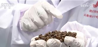 實現從原料供應到品牌輸出轉型  陸咖啡產業迎來黃金期