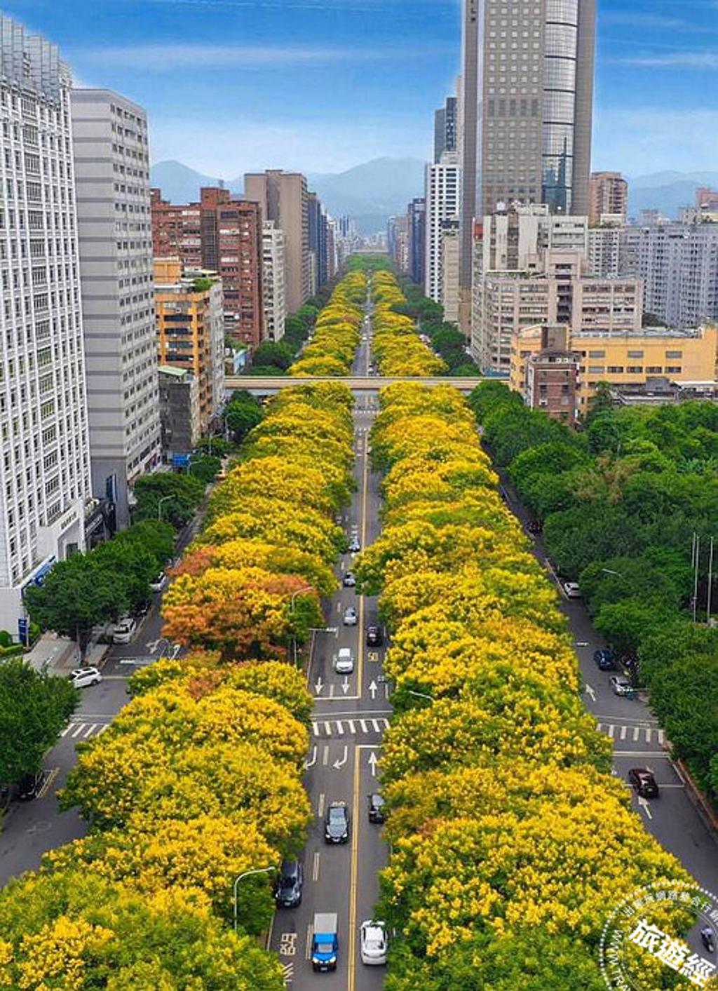 敦化南路上台灣欒樹開滿金黃花朵，空拍視角。（圖／台北市政府工務局公園處）