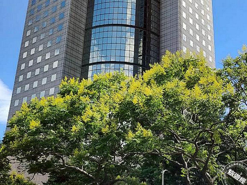 台灣欒樹金黃的花。（圖／台北市政府工務局公園處）