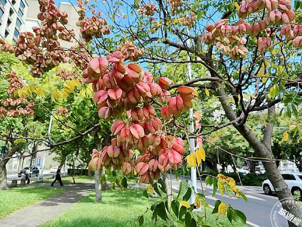紅褐色的燈籠狀蒴果。（圖／台北市政府工務局公園處）