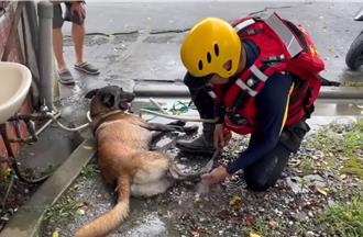 台南搜救犬Dota災區「洗腳」片暴紅　8小時逾69萬人狂讚