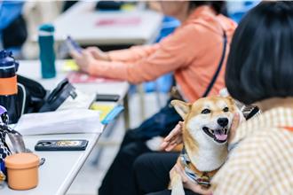 高雄寵物避難空間不足 市府將研擬可行性計畫