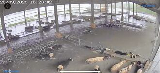 洪水急襲 1分鐘捲走上百隻牛