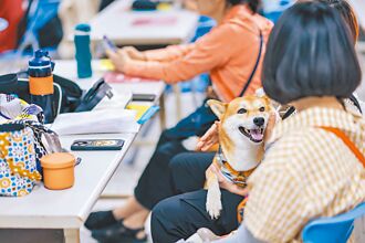 高雄避難收容處 僅1／4設寵物專區
