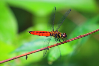 小精靈表演點水秀 永春陂公園成蜻蜓天堂