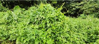 三義鯉魚潭水庫全民行動 剷除外來入侵種小花蔓澤蘭