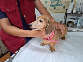 世界心臟日警訊 毛寶貝心血管疾病不容忽視