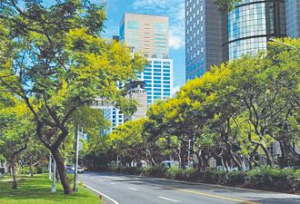 台灣欒樹盛開 敦南成金黃隧道