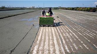 农业部推「台南20号」水稻 结合纸膜插秧实践ESG目标