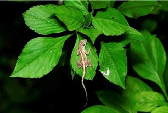 沙氏变色蜥蜴入侵嘉市区 嘉大夜间抓捕百只 助清外来种