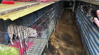 禁餵遊蕩犬仍需凝聚社會共識！安樂死農業部掛保證「確保落實」