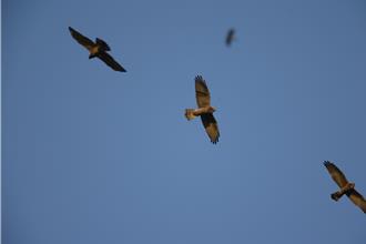 在山那邊賞鷹！屏東禮納里部落國慶連假迎猛禽大軍