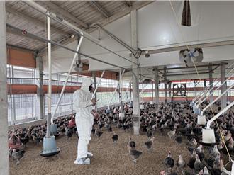 「精準飼料」養豬雞 成本降低更助落實ESG目標