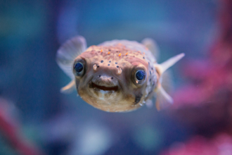 10年18人河豚中毒釀1死 專家籲：加熱也無法破壞毒性