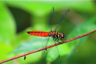 北市永春陂濕地復育有成 52種蜻蜓重返都市翩翩飛舞