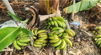 独家》高雄旗山上品蕉价格崩跌剩8元 农友嘆：连工钱都不够