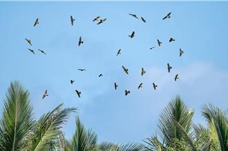 赤腹鷹過境「突破34萬」創紀錄！墾丁、茂林賞鷹季開跑