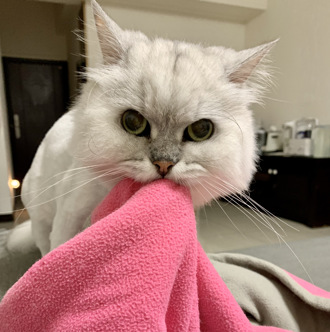 招財貓發威！北市365元貓糧發票中200萬大獎