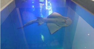 國際列「極危」台灣卻非保育類　波口鱟頭鱝慘淪制度犧牲品